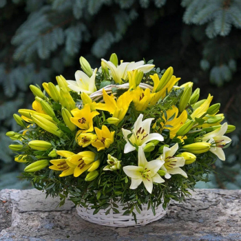 29 желто-белых лилий в корзине