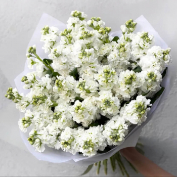29 белых маттиол в букете 29 белых маттиол в букете