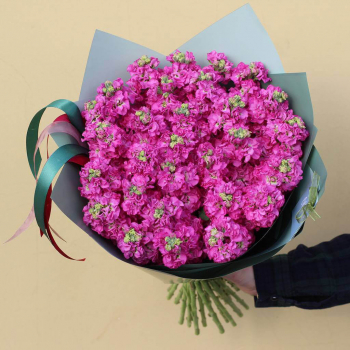 29 малиновых маттиол в букете 29 малиновых маттиол в букете