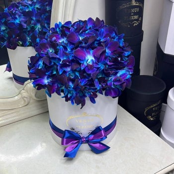 51 синяя орхидея в коробке