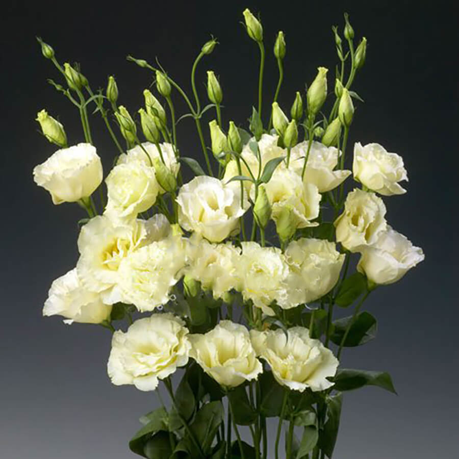 9 желтых эустом в букете