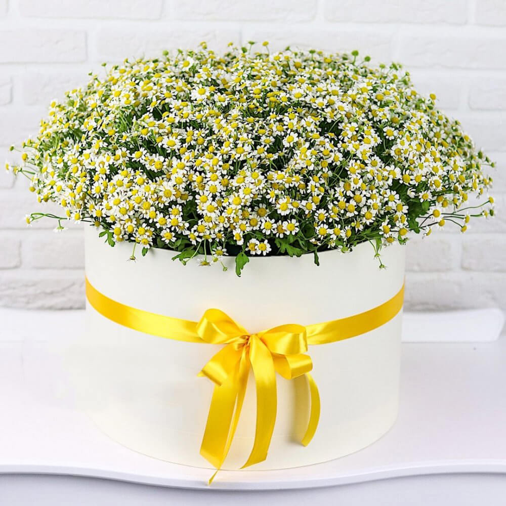 51 кустовая ромашка в коробке