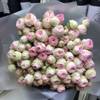 Бело-розовые пионовидные розы от 9 шт.