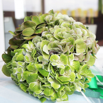 Букет невесты из гортензий - 3 шт.