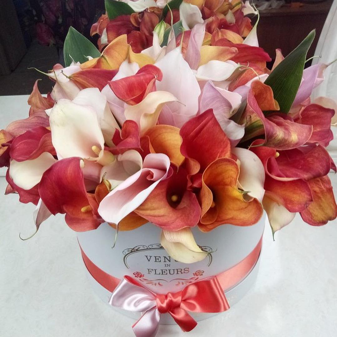 Красно-белые каллы от 51 шт.