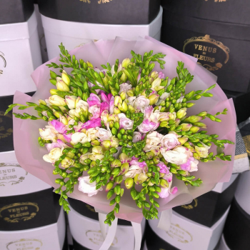 51 бело-розовая фрезия