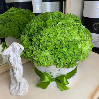 Зеленые гортензии в коробке от 3 шт.