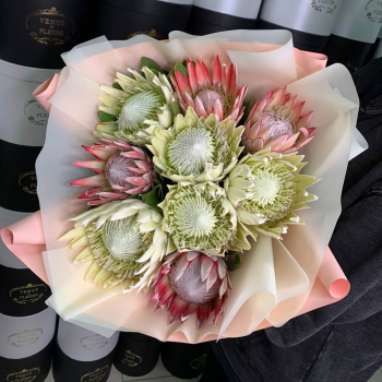 Протея (микс) - 9 шт.