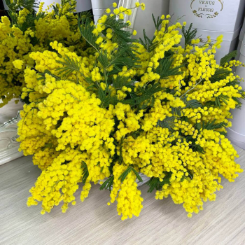 51 мимоза в корзине