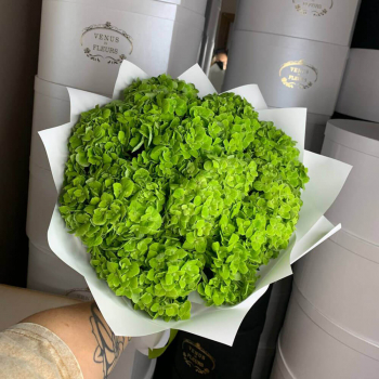 Зеленые гортензии в букете - 9 шт.