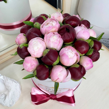 Бордовые и розовые пионы в коробке от 19 шт.