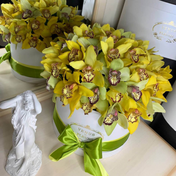 Желто-зеленые орхидеи в коробке от 25 шт.