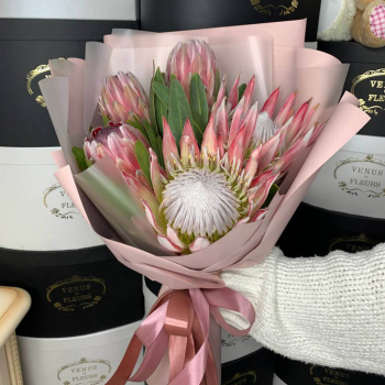 Протея (микс) - 5 шт.