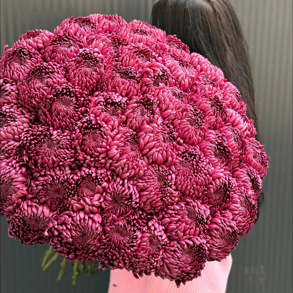 Бордовые крымские хризантемы от 9 шт.