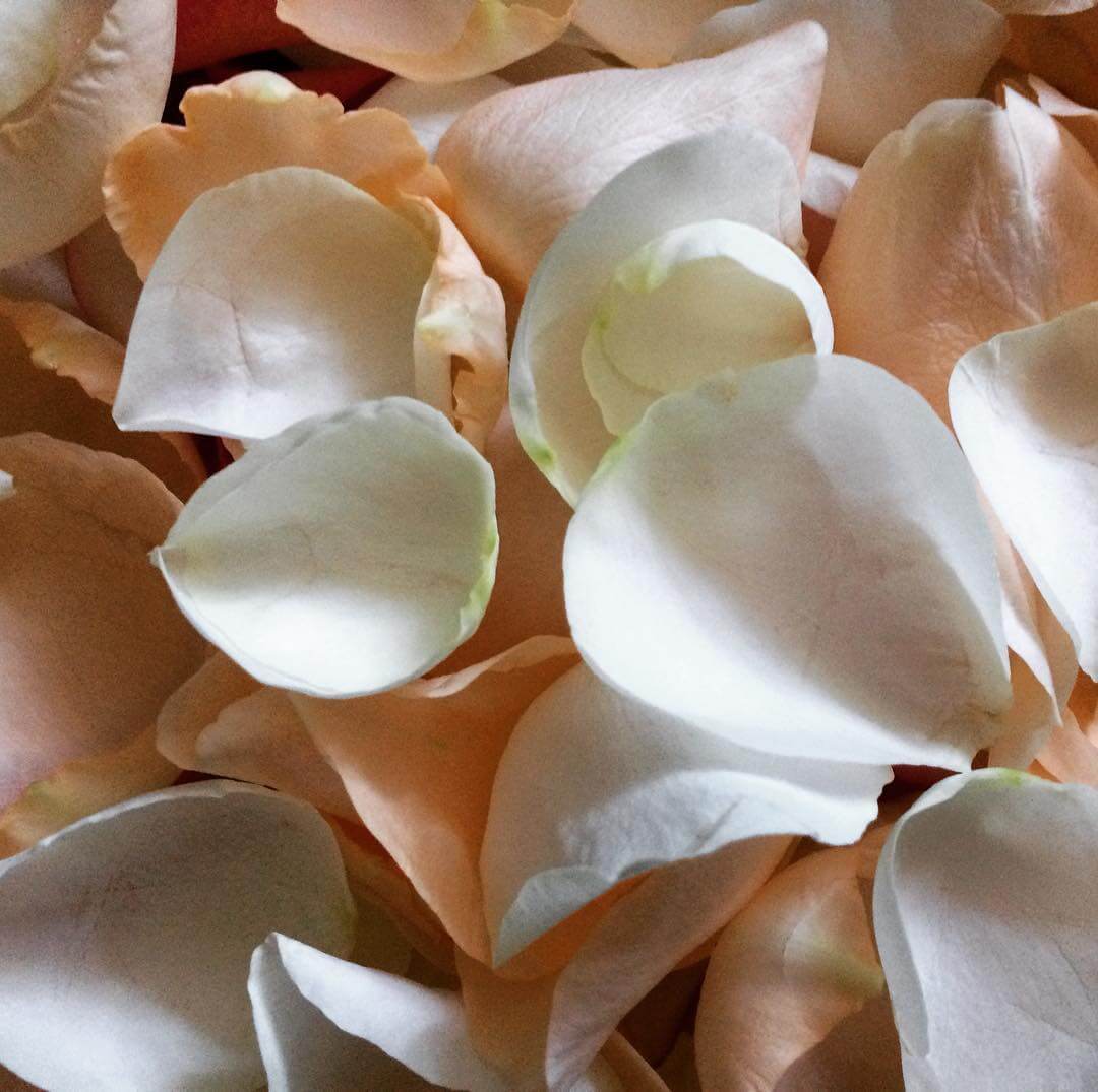 Лепестки белых роз