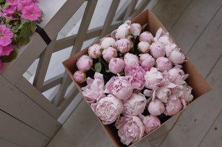 Какие выбрать пионы, голландские или российские?