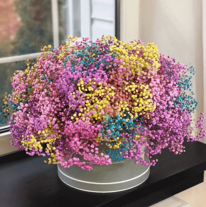 Сколько могут стоять гипсофилы дома? 